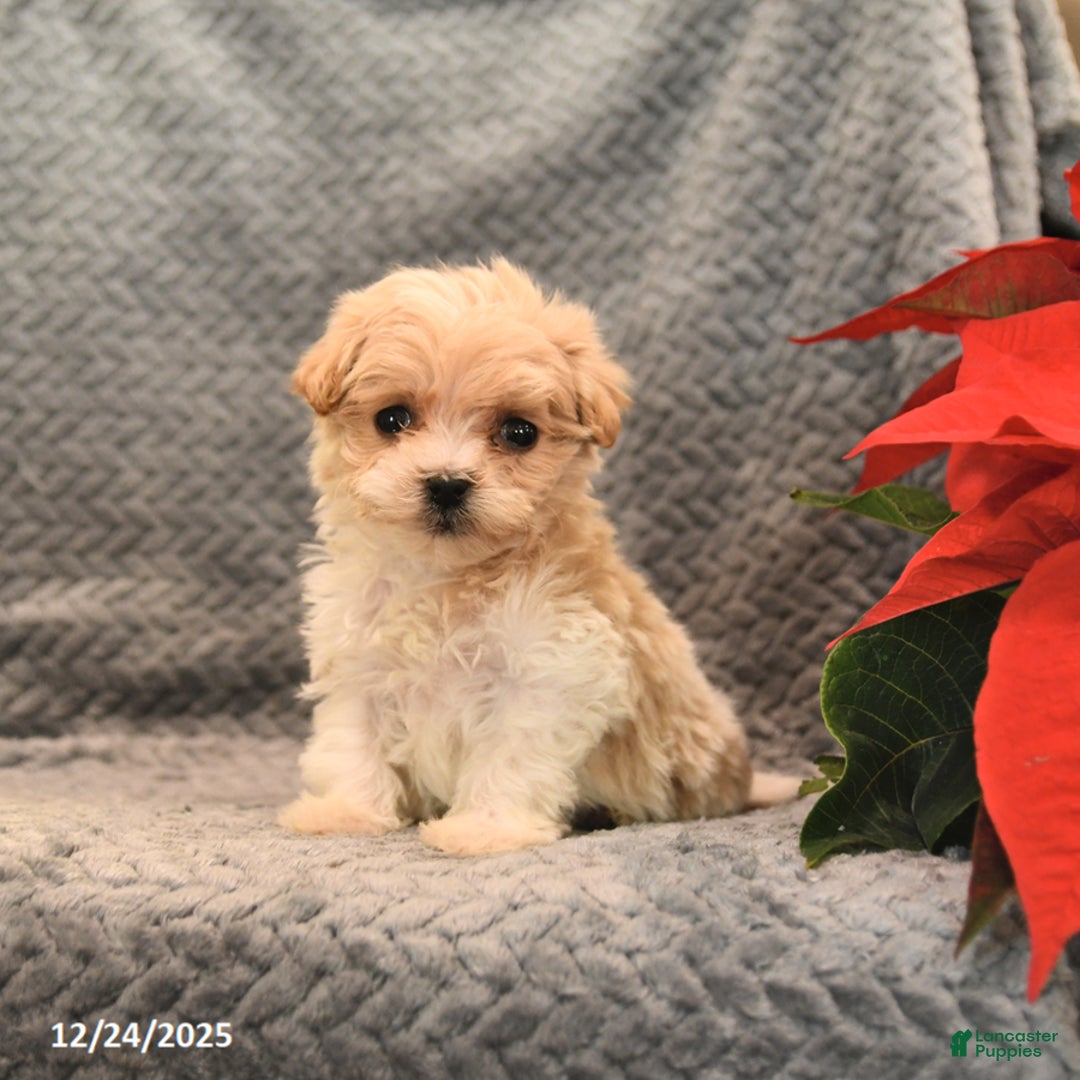 Maltipoo dogs for sale: Starburst - Ad 2
