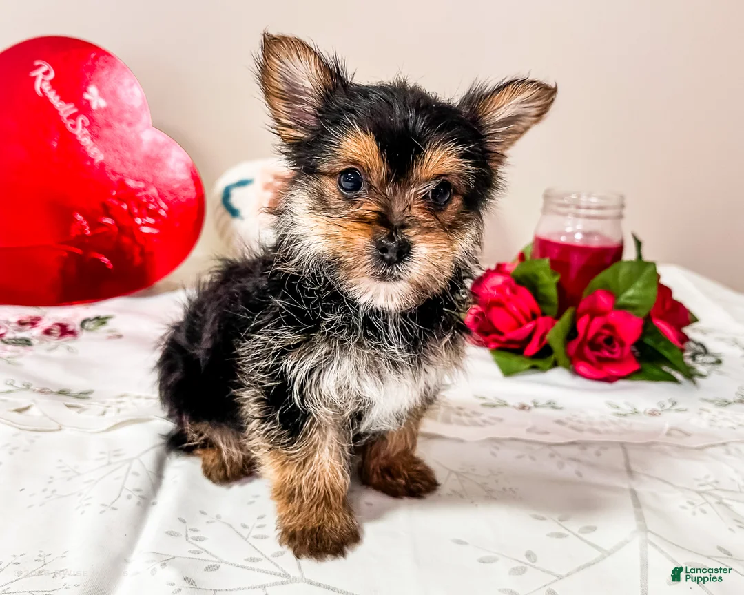 Mixed Breed dogs for sale: Madison - Ad 1