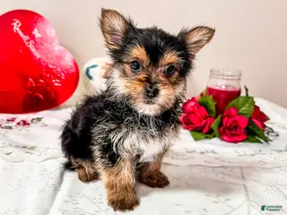 Mixed Breed dogs Madison - Ad 39