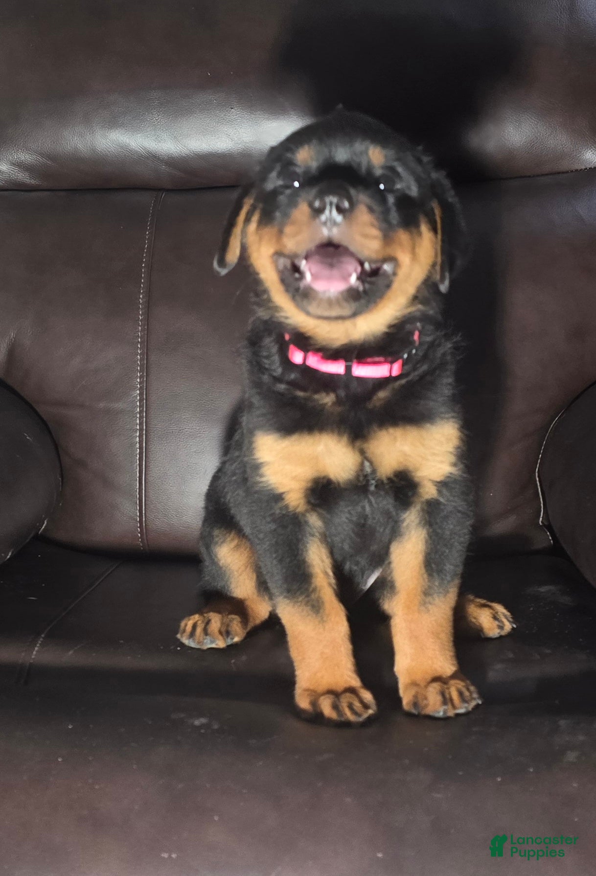 Rottweiler dogs Pink Girl  - Ad 1