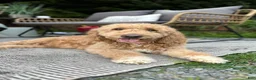 Goldendoodle dogs for sale: Onyx 🧡 - Ad 11