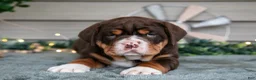 Beabull dogs for sale: Sassy - Ad 3