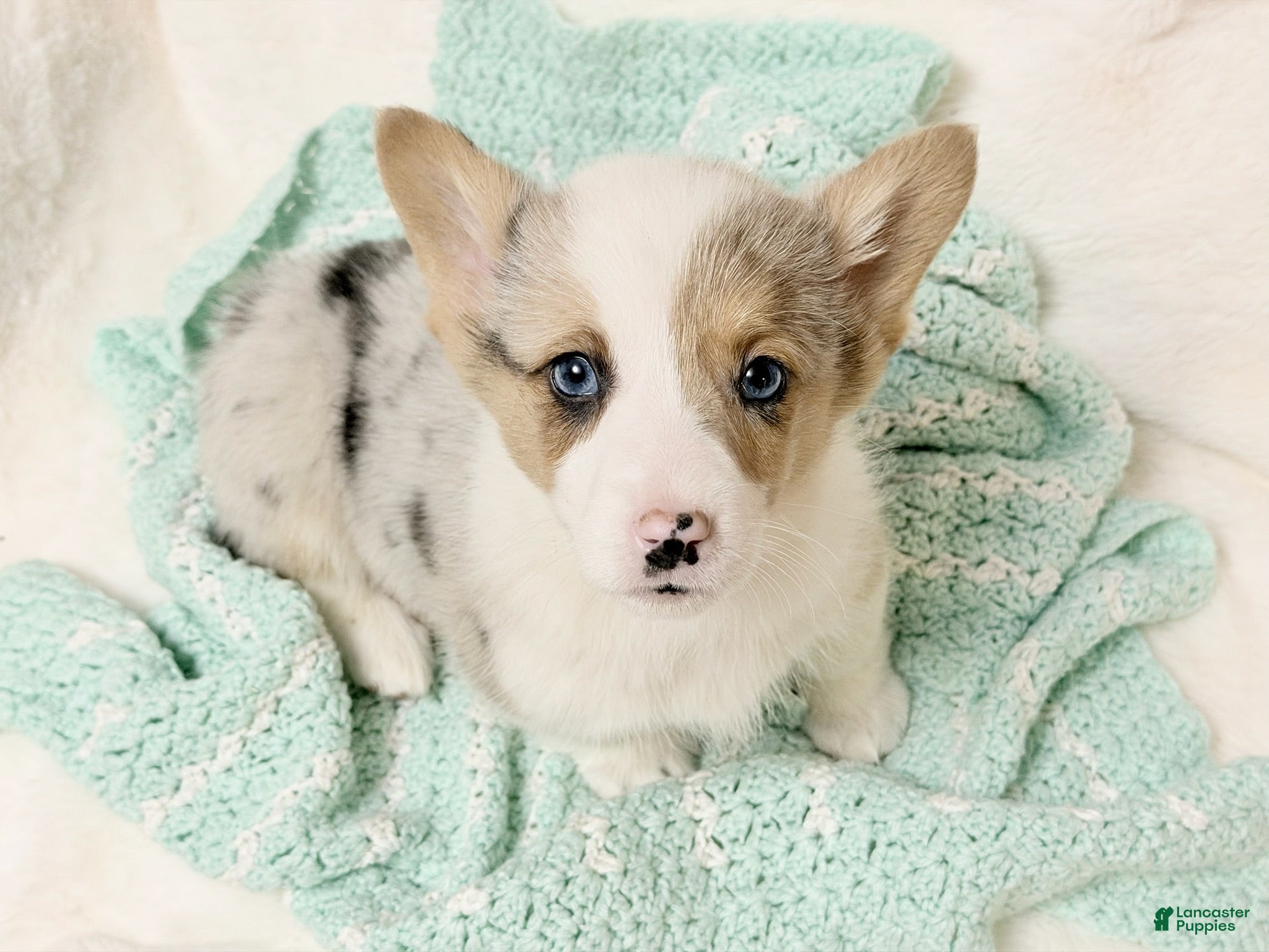 Welsh Corgi Pembroke dogs Speckles - Ad 31