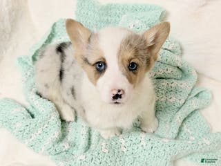 Welsh Corgi Pembroke dogs Speckles - Ad 29