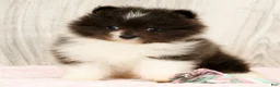 Pomeranian dogs for sale: Sapphire Princess - Ad 7