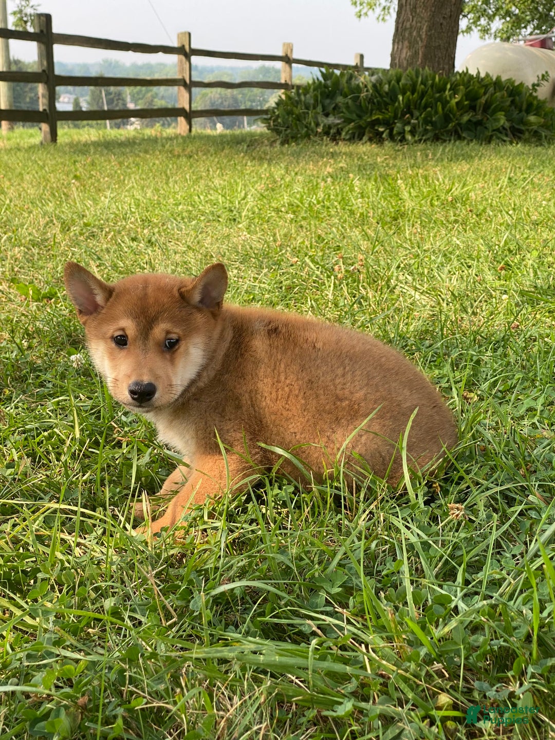 Shiba Inu dogs for sale: Iggy - Ad 6