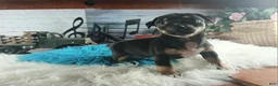 Chihuahua dogs for sale: Autumns blk tan boy. Hand Delivery  - Ad 4