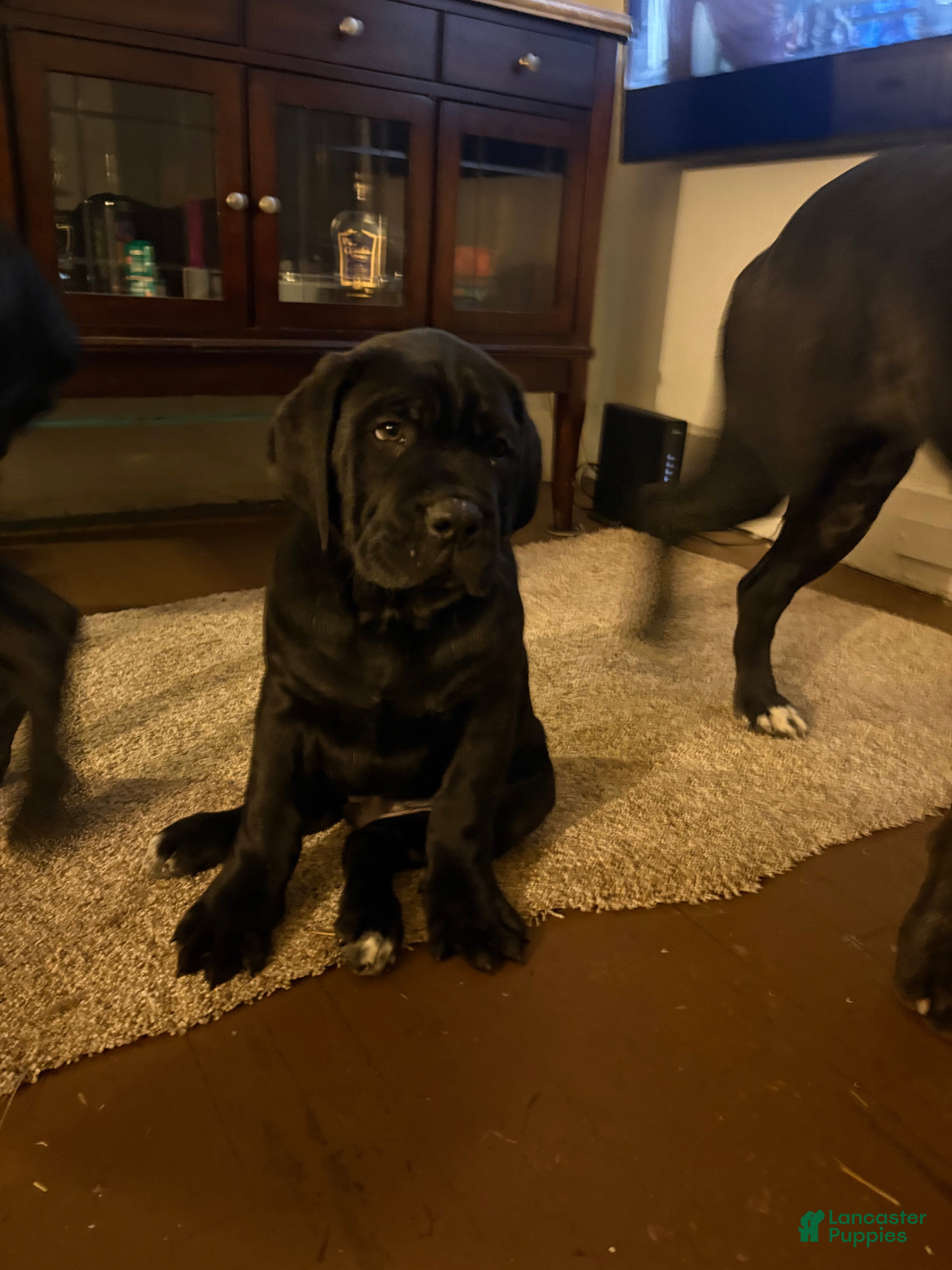 Cane Corso dogs Cane Corso Puppy 2 - Ad 18
