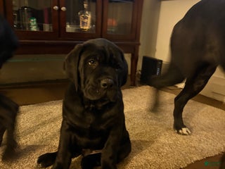 Cane Corso dogs Cane Corso Puppy 2 - Ad 39