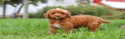 Miniature Poodle dogs for sale: Sunny - Ad 4
