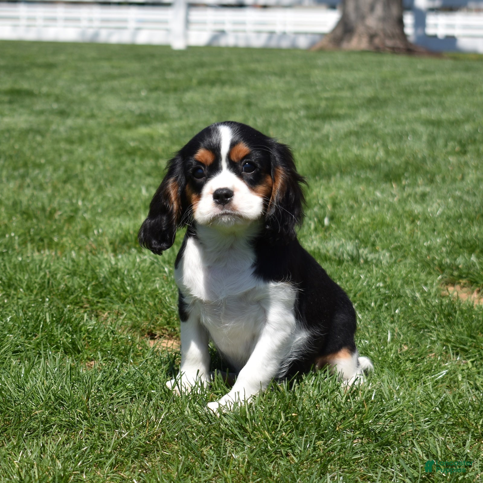 Cavalier King Charles Spaniel dogs Peanut  - Ad 2