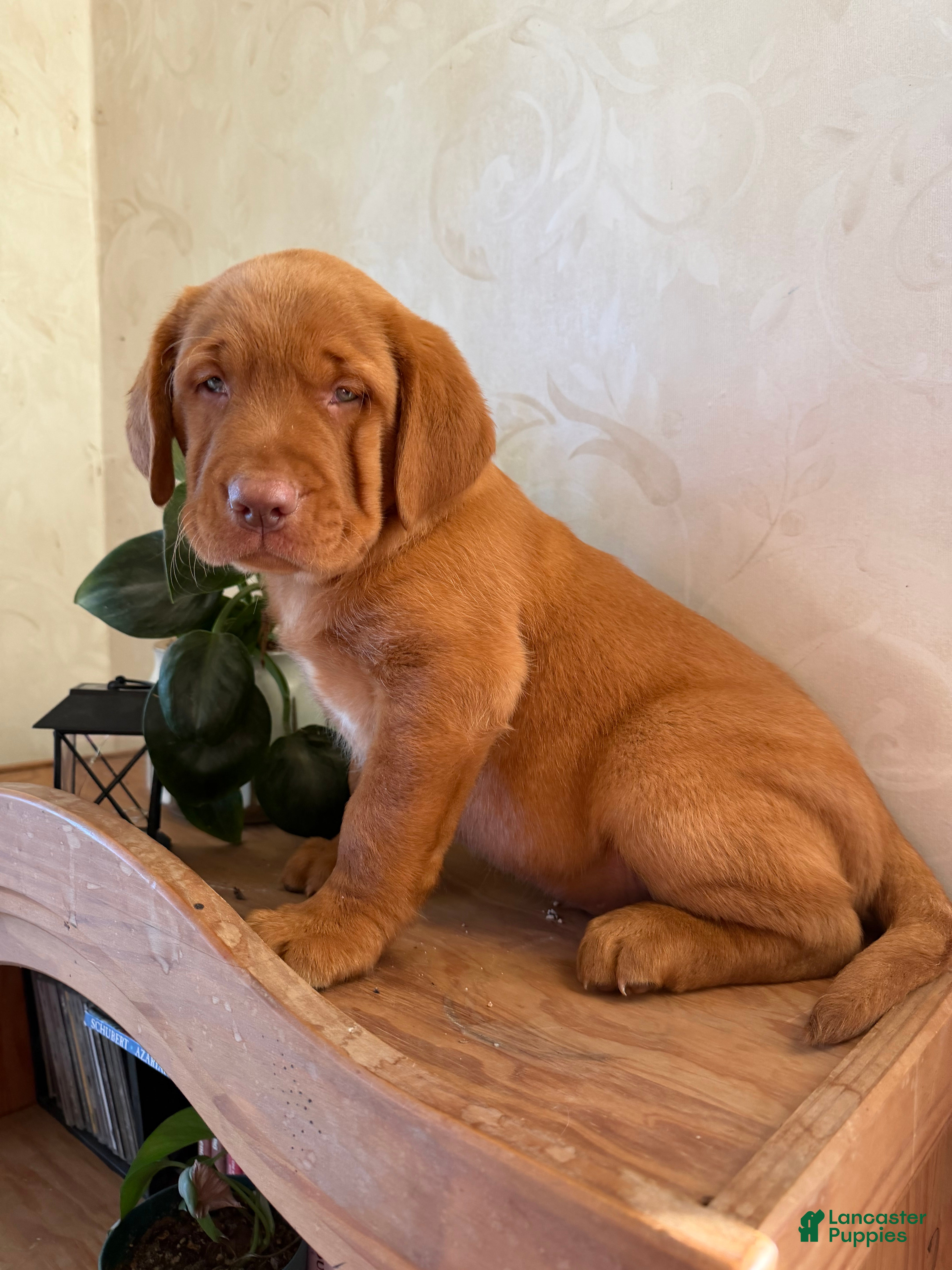 Labrador Retriever dogs Marshall  - Ad 1