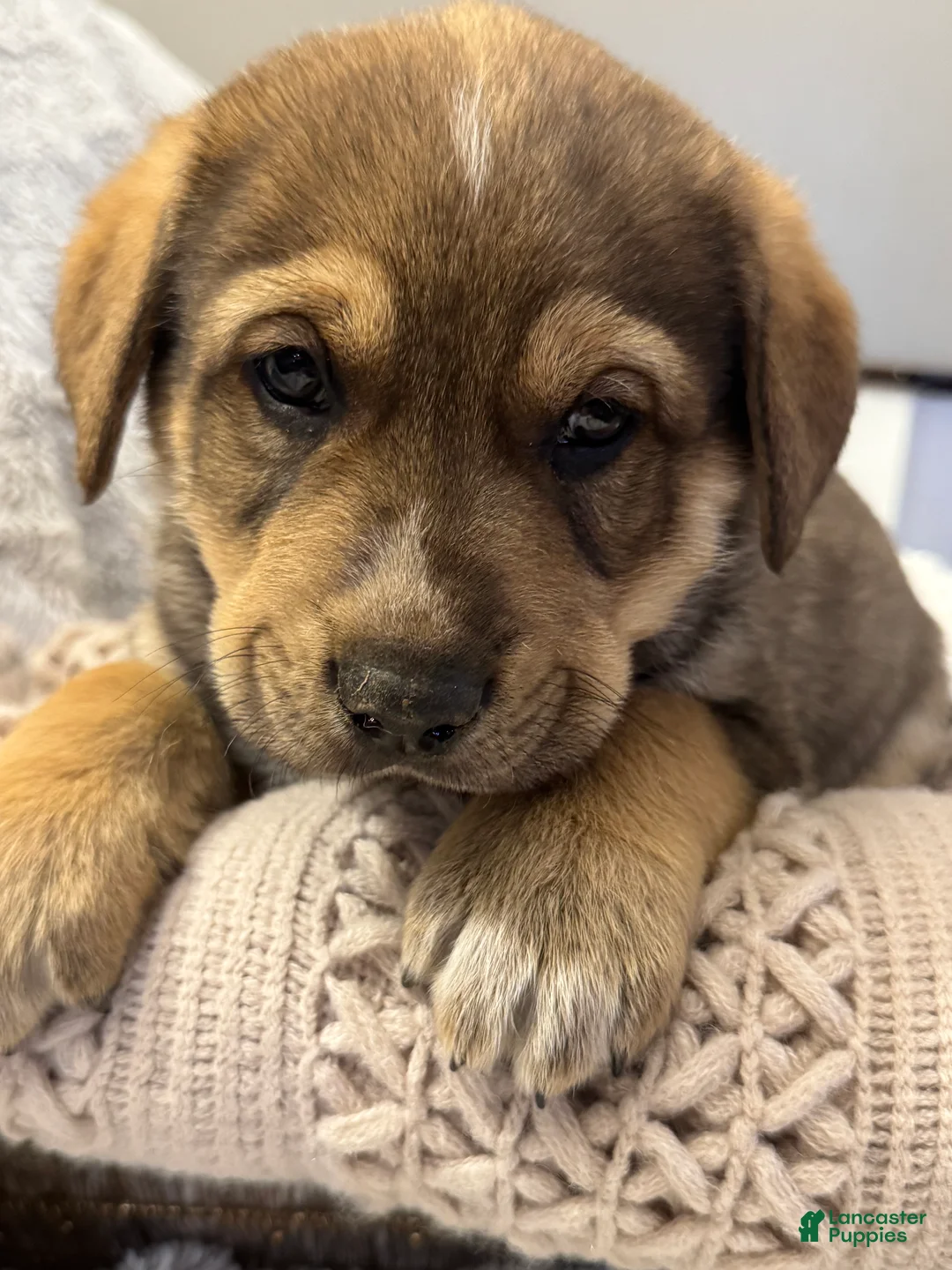 Mixed Breed dogs for sale: Sparkle - Ad 1