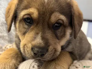 Mixed Breed dogs for sale: Sparkle - Ad 4