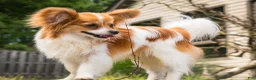Papillon dogs for sale: Nerf - Ad 26