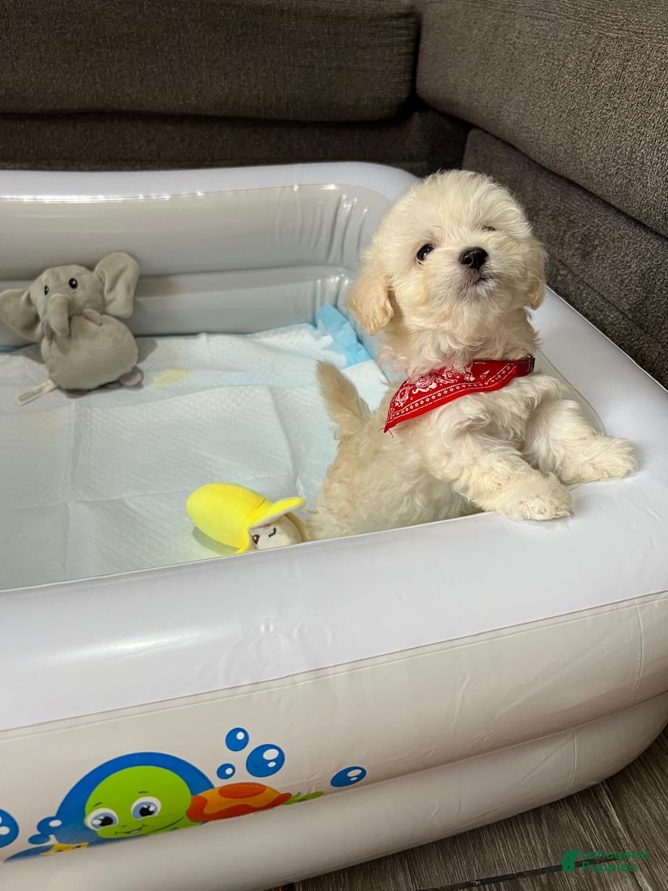 Maltipoo dogs Max toy maltipoo - Ad 2
