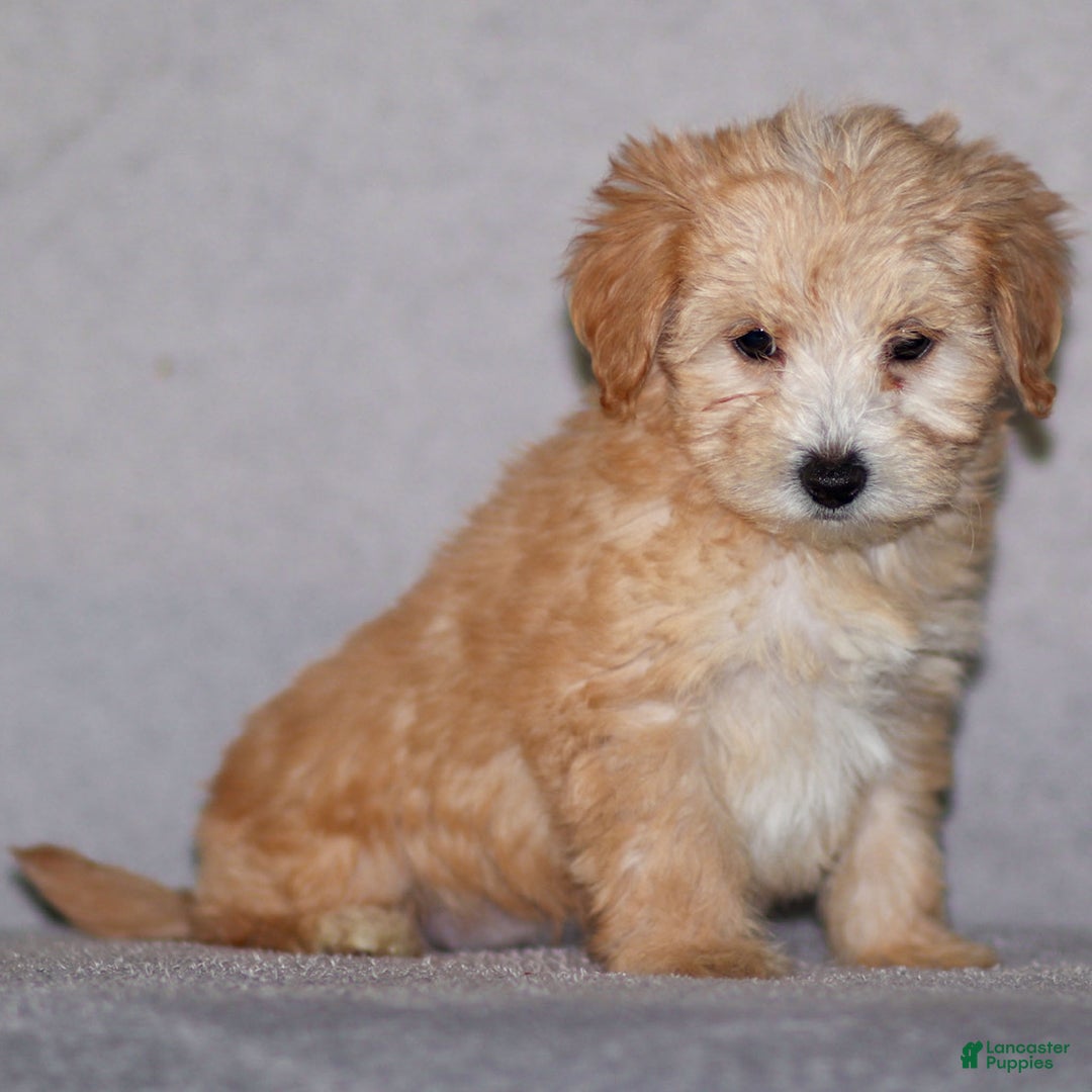Maltipoo dogs for sale: Sondra - Ad 2