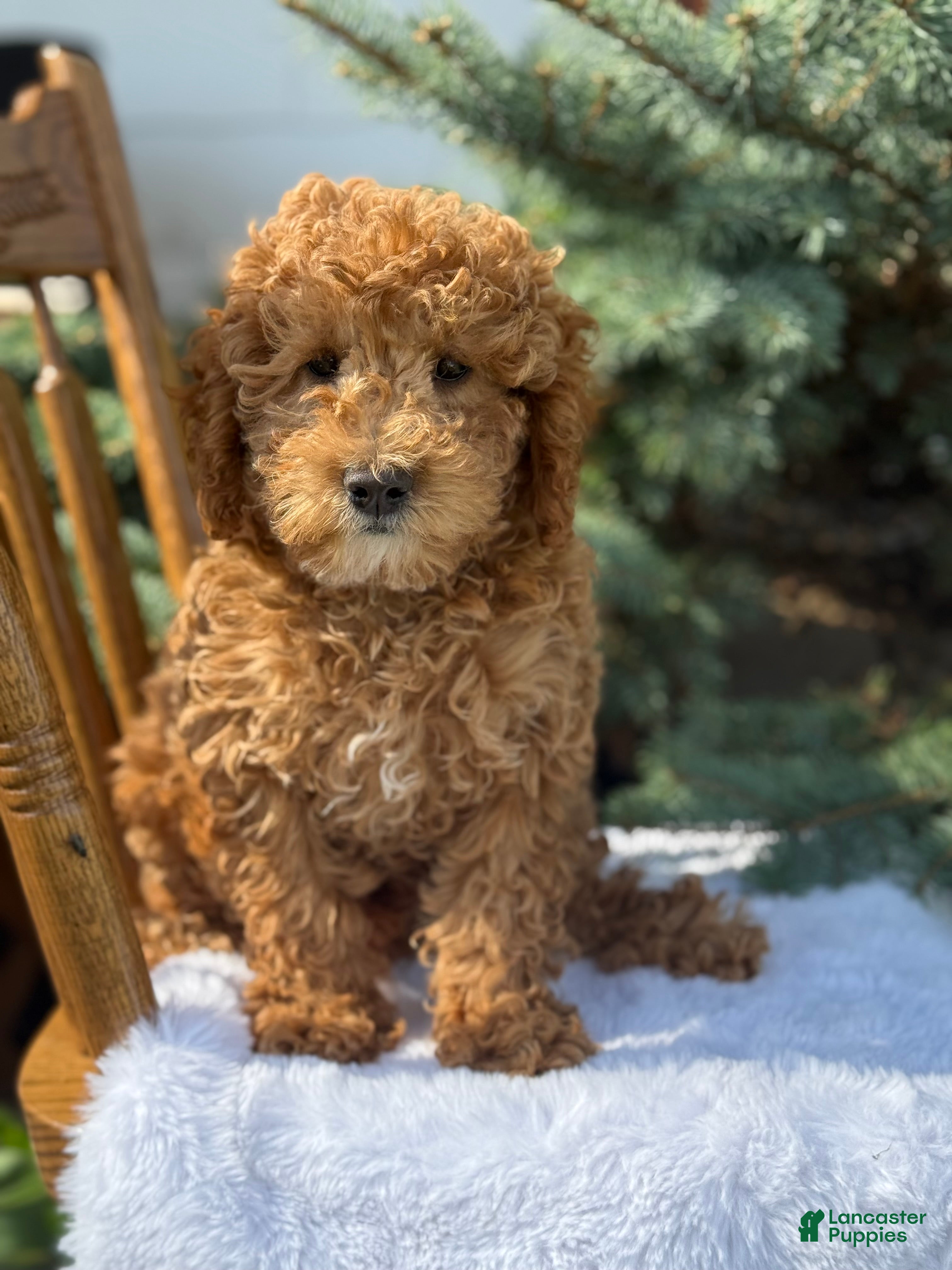 Cavapoo dogs Ace - Ad 1