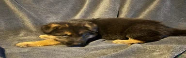 German Shepherd Puppy 5