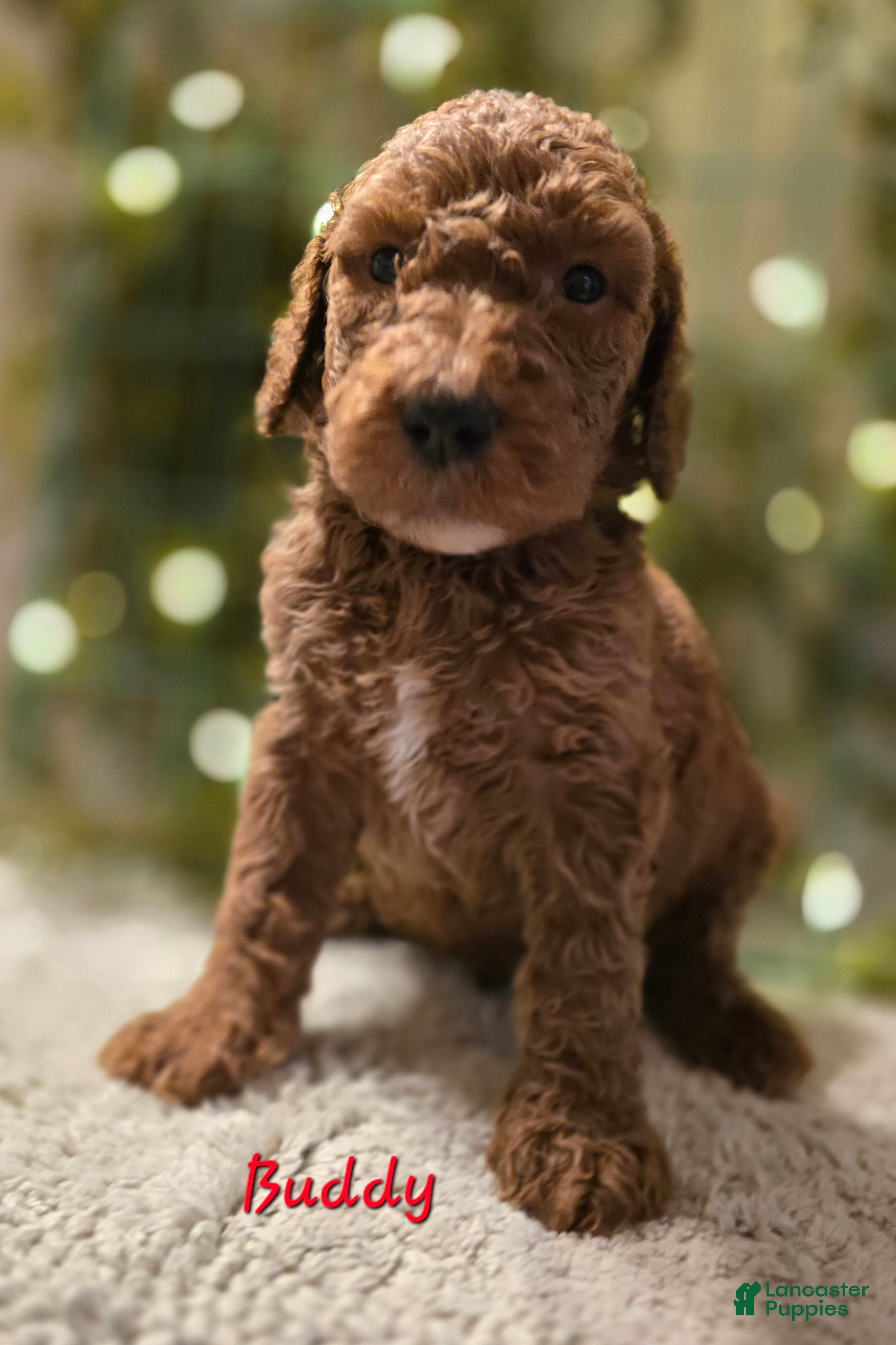 Goldendoodle dogs Goldendoodle Puppy 3 - Ad 32