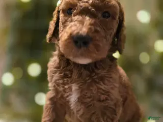 Goldendoodle dogs Goldendoodle Puppy 3 - Ad 32