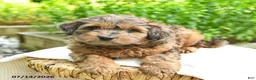 Shihpoo dogs for sale: Nathan - Ad 5