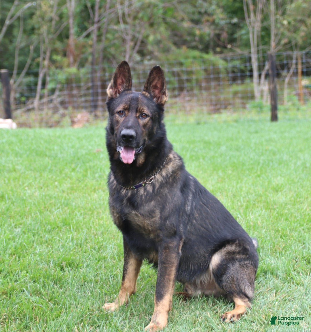 German Shepherd dogs for sale: Dozer - Ad 5