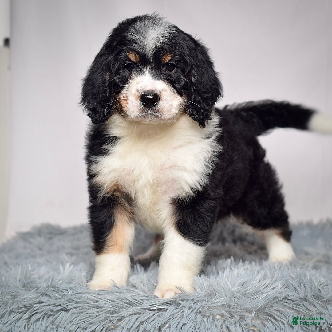 Bernedoodle dogs for sale: Ms. Tessa - Ad 5