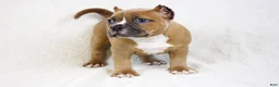 American Bully dogs for sale: Fawn Female - Ad 7
