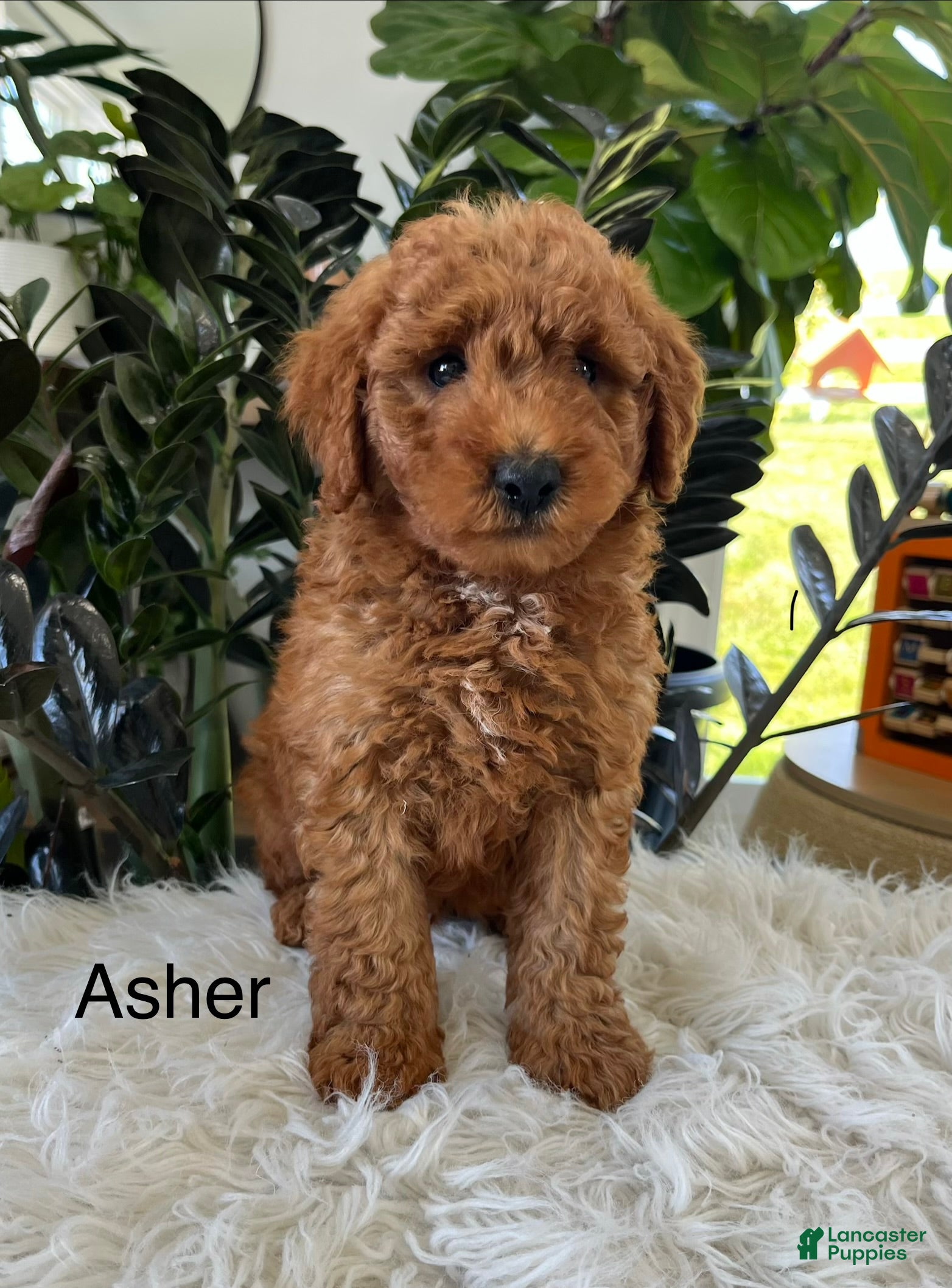 Mini Goldendoodle dogs Asher  - Ad 1