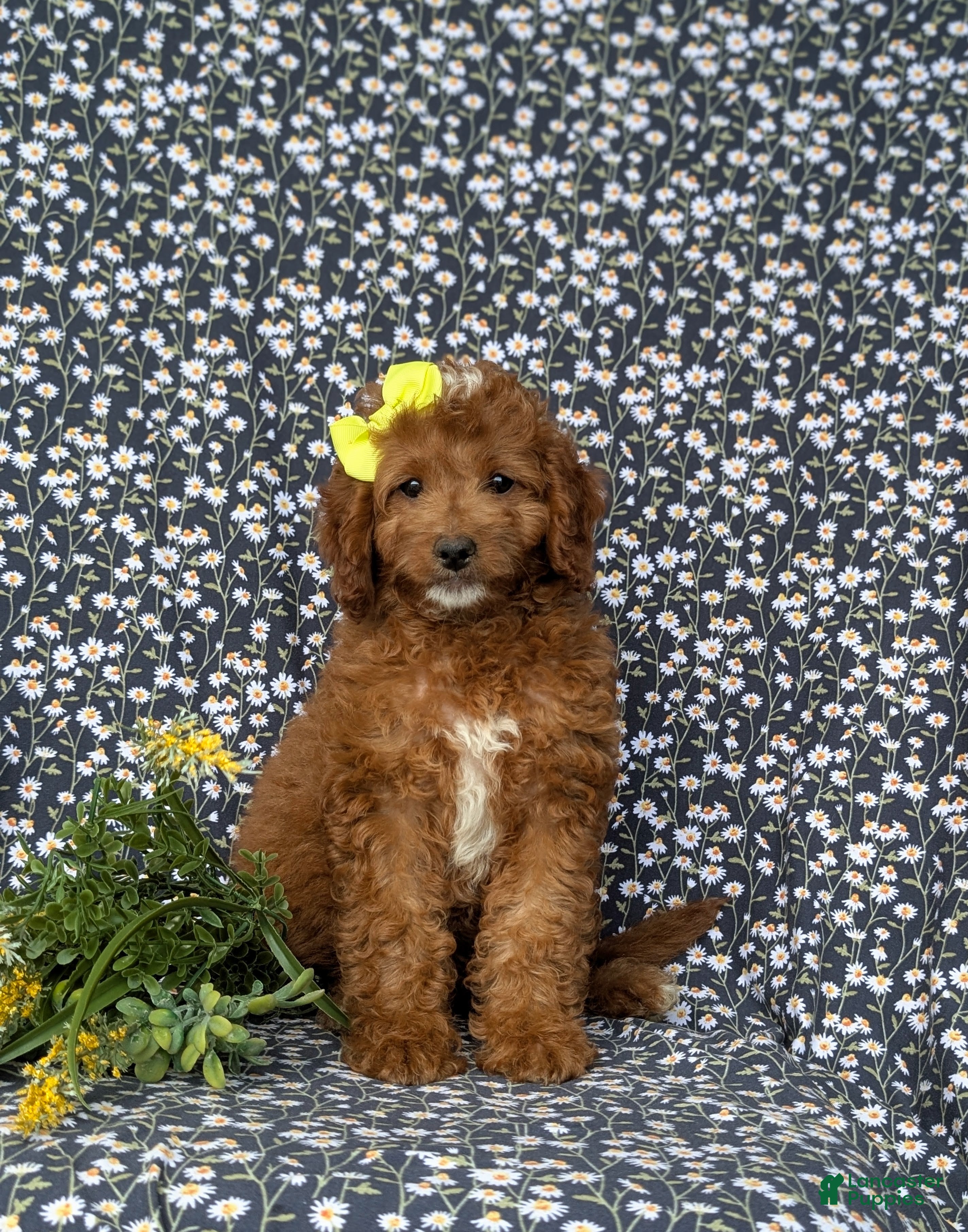 Mini Goldendoodle dogs Teegan 9 lbs Full Grown - Ad 2