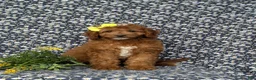 Mini Goldendoodle dogs for sale: Teegan 9 lbs Full Grown - Ad 2
