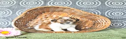 Shihpoo dogs for sale: Parker - Ad 3