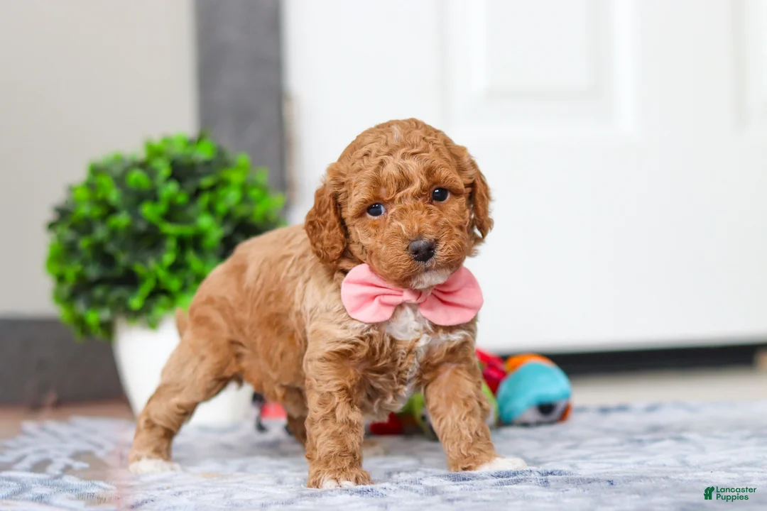 Mini Goldendoodle dogs for sale: Mia - Ad 3