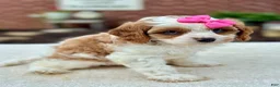 Cavapoo dogs for sale: Cavapoo 2 - Ad 7