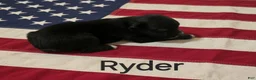 Australian Shepherd dogs for sale: Ryder - Ad 4