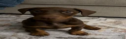 Doberman Pinscher dogs for sale: Doberman Pinscher Puppy 1 - Ad 4