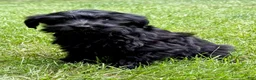 Yorkiepoo dogs for sale: Yorkiepoo Nelson (Male) - Ad 3