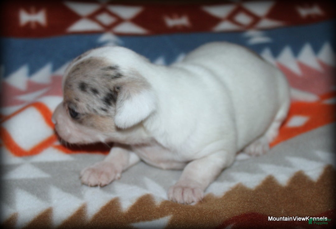 Blue merle Chihuahua Puppies for sale Lancaster Puppies