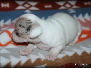 Chihuahua dogs - Ad 17