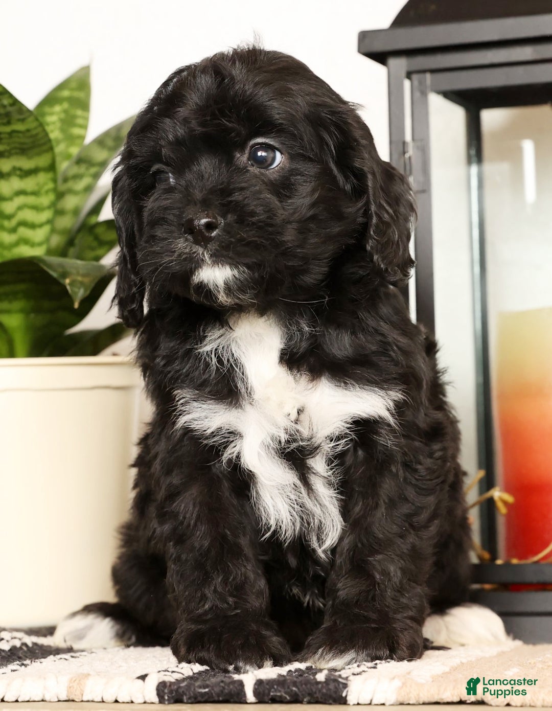 Cavapoo dogs for sale: Sasha - Ad 1