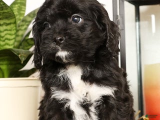 Cavapoo dogs Sasha - Ad 15