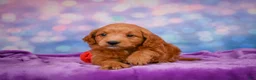 Mini Goldendoodle dogs for sale: REX - Ad 13