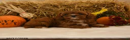Cavapoo dogs for sale: Kenzy - Ad 3