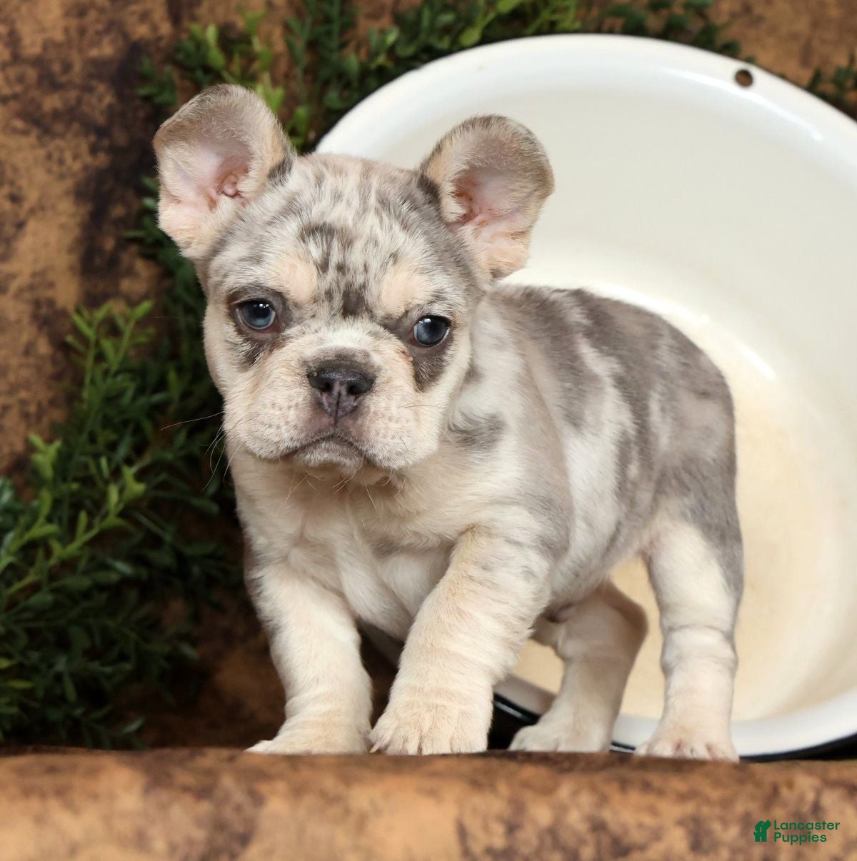 French Bulldog dogs Mojo - Ad 2