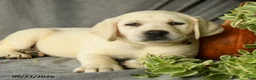 Labrador Retriever dogs for sale: Dozer - Ad 3