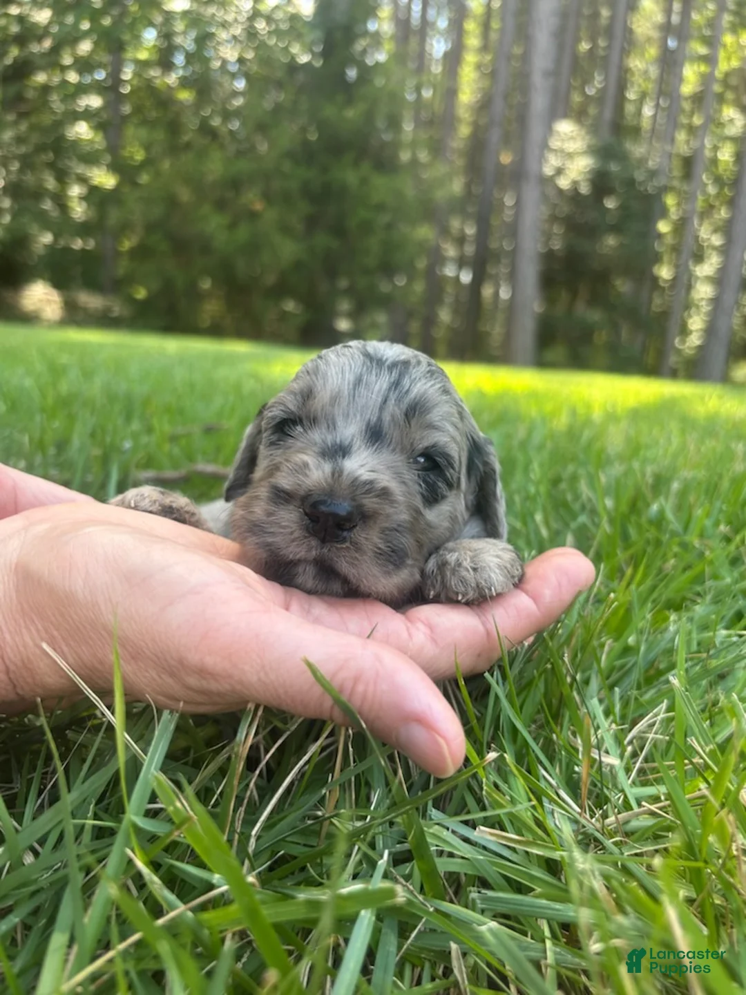 Goldendoodle dogs for sale: Dolly - Ad 1
