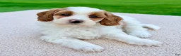 Mini Goldendoodle dogs for sale: Caramel-petite  - Ad 4