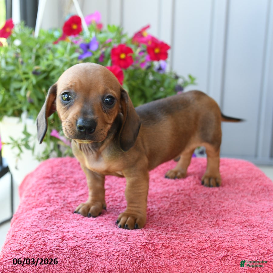Miniature Dachshund dogs for sale: Noodle - Ad 1