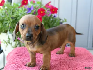 Miniature Dachshund dogs for sale: Noodle - Ad 1